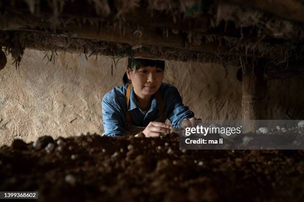 a woman farmer picks mushrooms in a greenhouse - mushroom stock pictures, royalty-free photos & images