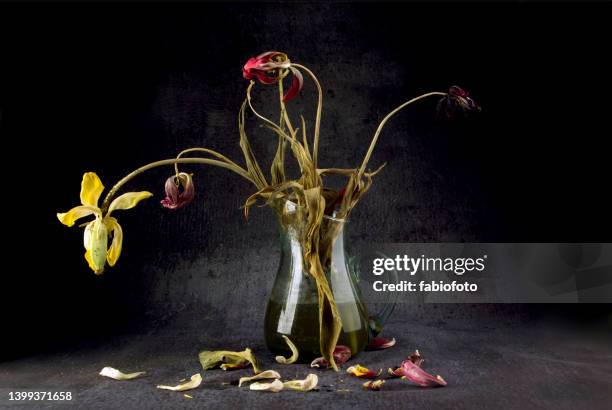 withered tulips - wilted plant stock pictures, royalty-free photos & images