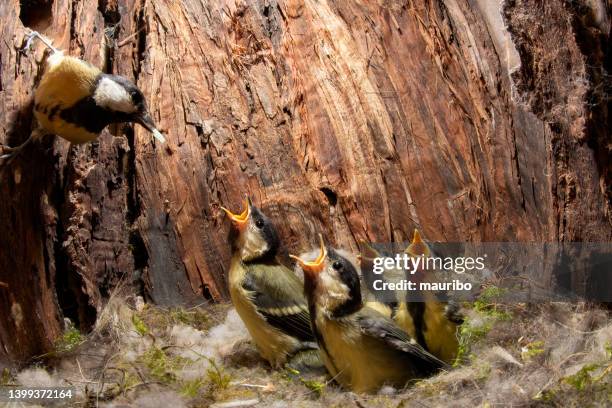 grande mésange dans le nid dans un tronc d’arbre - oisillon photos et images de collection