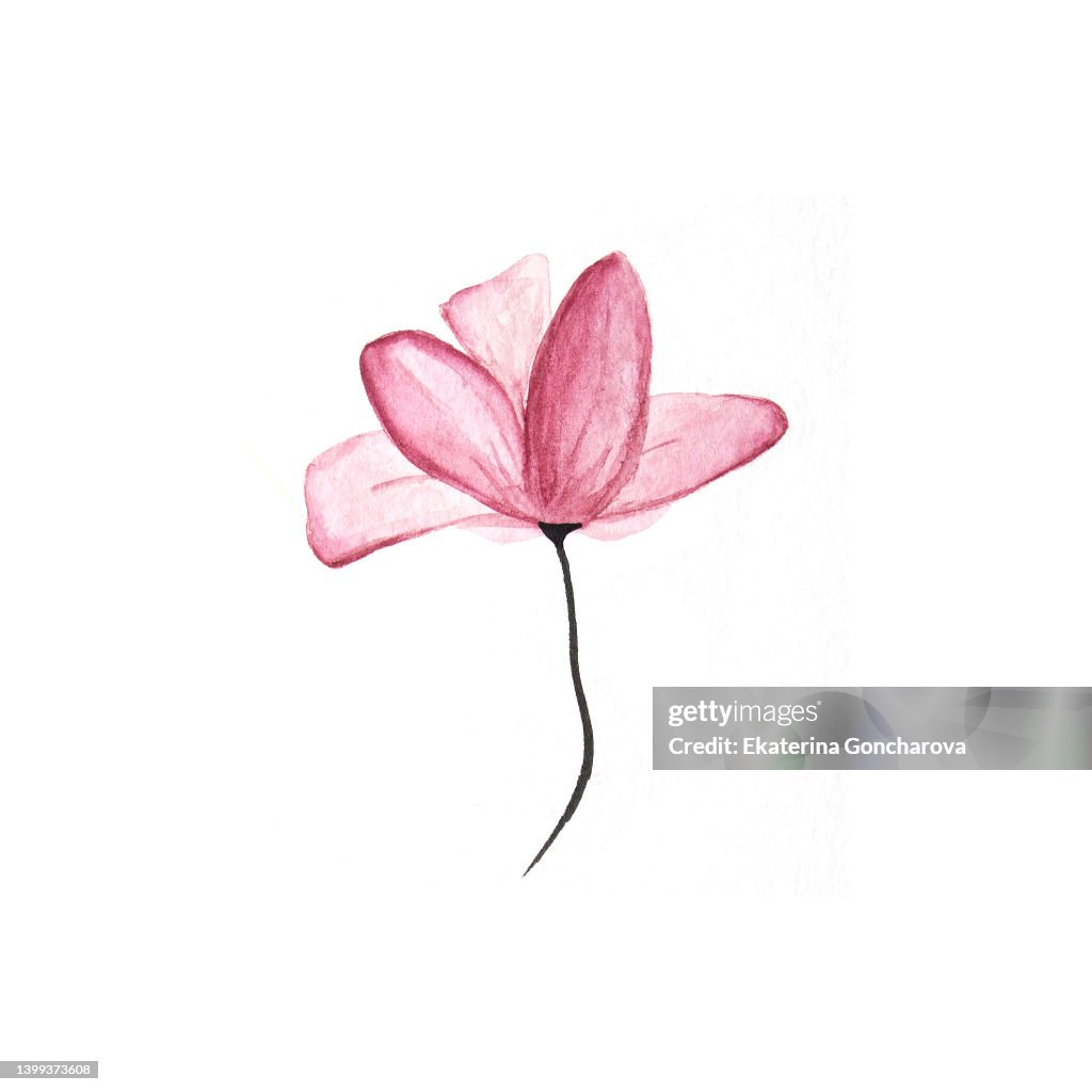 Pink magnolia flower on a white isolated background, painted in watercolor technique. Drawing with a brush