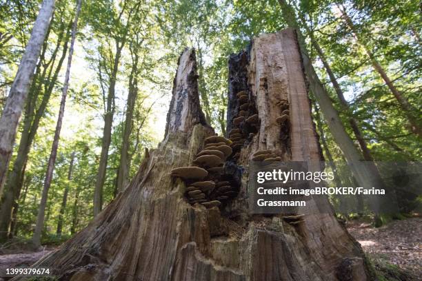 tree stump overgrown with fungi in the darss primeval forest, deadwood as an important small biotope for increasing biodiversity, vorpommersche boddenlandschaft national park, germany - treibholz stock-fotos und bilder