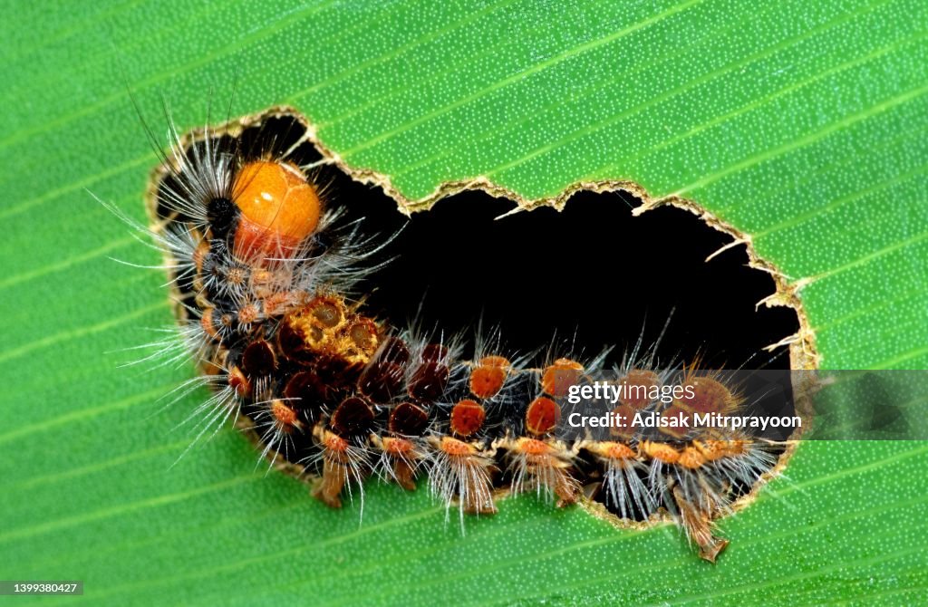 Caterpillar and bitten leaf hole - animal behavior.