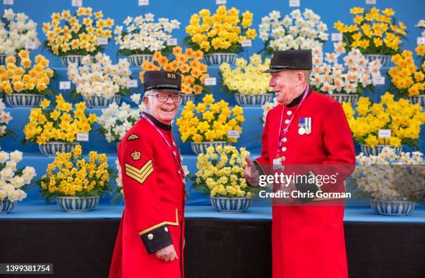 Chelsea Pensioners Brian and Mike at the press day of The RHS Chelsea Flower Show in front of Daffodils from Taylors Bulbs, Lincolnshire on May...