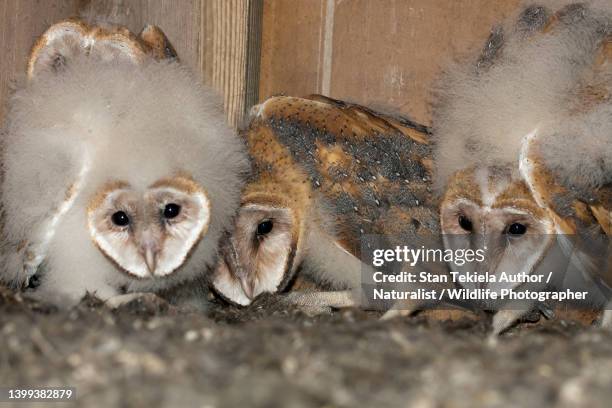 barn owl chicks in nest cavity - barn owl fotografías e imágenes de stock