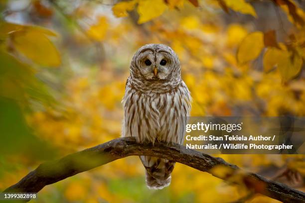 barred owl in fall colors - owl foto e immagini stock