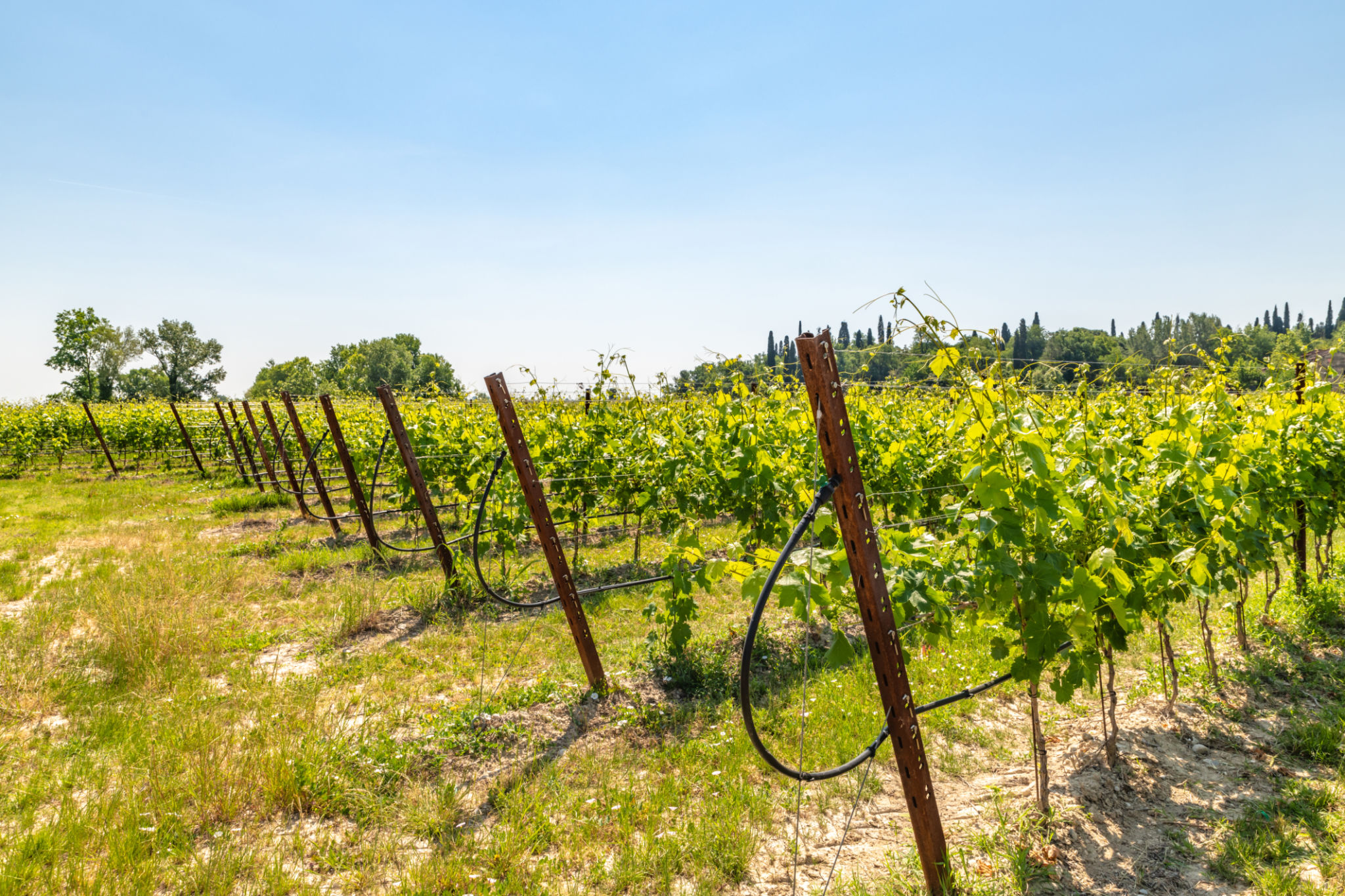 istrian wine