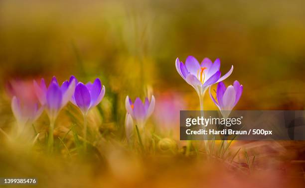 close-up of purple crocus flowers on field - crocus stock pictures, royalty-free photos & images