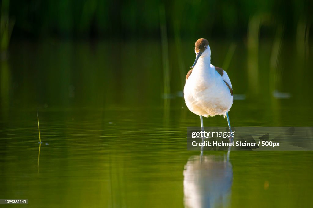 Close-up of avocet perching in lake,Burgenland,Austria