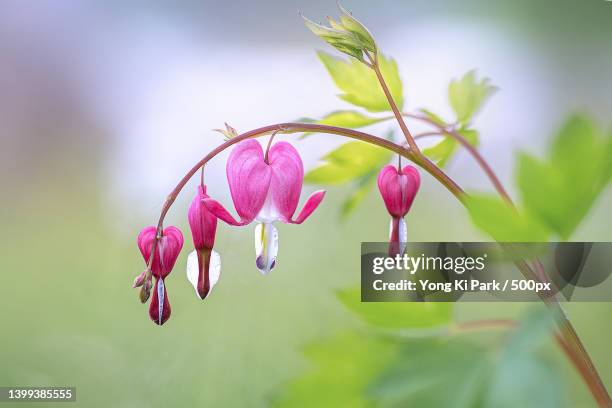 close-up of pink flowering plant - bleeding heart stock pictures, royalty-free photos & images