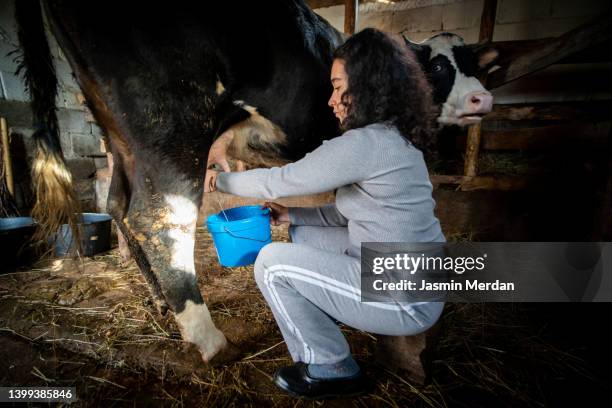 young woman milking cow - man milking woman stock-fotos und bilder