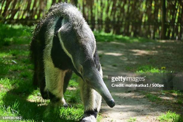close-up of elephant grazing on field - anteater stock pictures, royalty-free photos & images