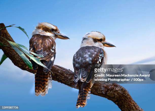 low angle view of birds perching on branch against clear blue sky - kookaburra stock pictures, royalty-free photos & images