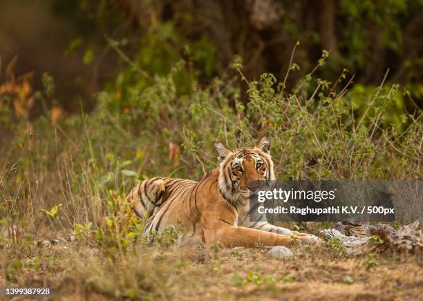 side view of tiger sitting on grassy field,india - tiger cub - fotografias e filmes do acervo