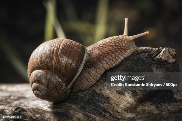 close-up of snail on rock - garden snail stock pictures, royalty-free photos & images