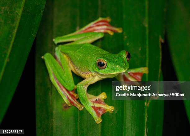 close-up of tree red on leaf - anura foto e immagini stock