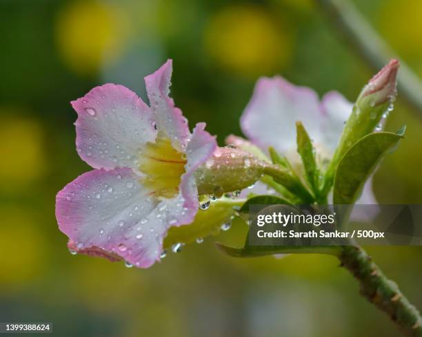 close-up of wet purple flowering plant,mavelikara,kerala,india - kerala rain stock-fotos und bilder