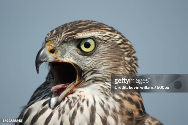 close-up of eagle against clear sky - habichtartige stock-fotos und bilder