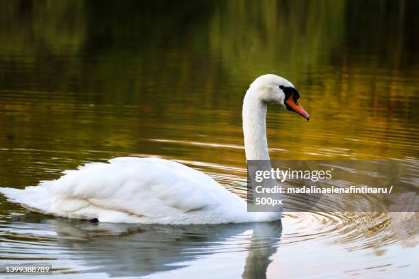 close-up of mute swan swimming in lake - mute swan stock pictures, royalty-free photos & images