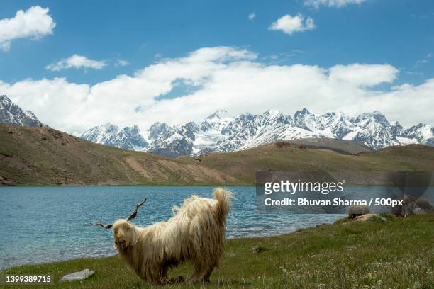scenic view of lake by snowcapped mountains against sky - jammu and kashmir photos et images de collection