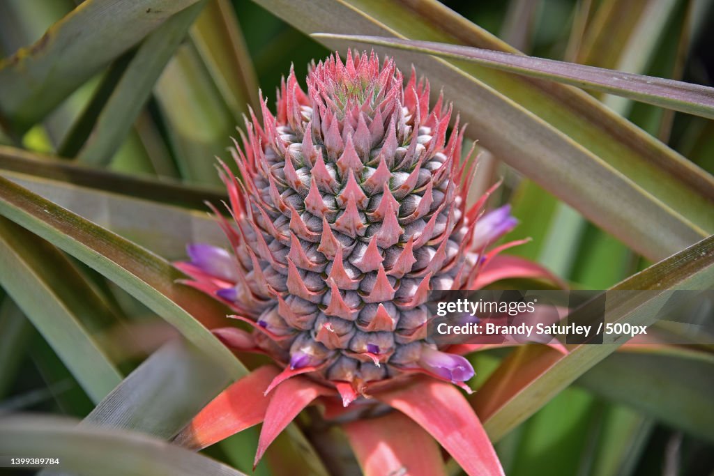 Close-up of pink flowering plant