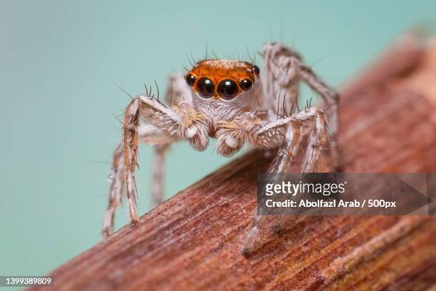 close-up of spider on wood - jumping spider stock pictures, royalty-free photos & images