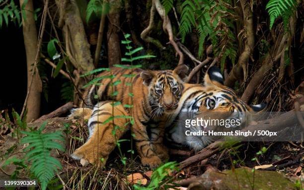 portrait of tiger in forest - tiger cub stock-fotos und bilder