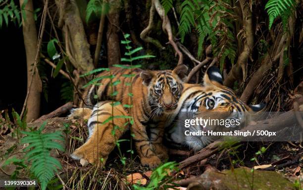 portrait of tiger in forest - tiger cub stockfoto's en -beelden