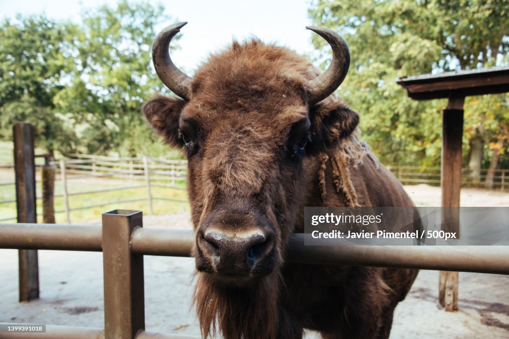 Close-up portrait of cow standing on field,Hanstedt,Niedersachsen,Germany