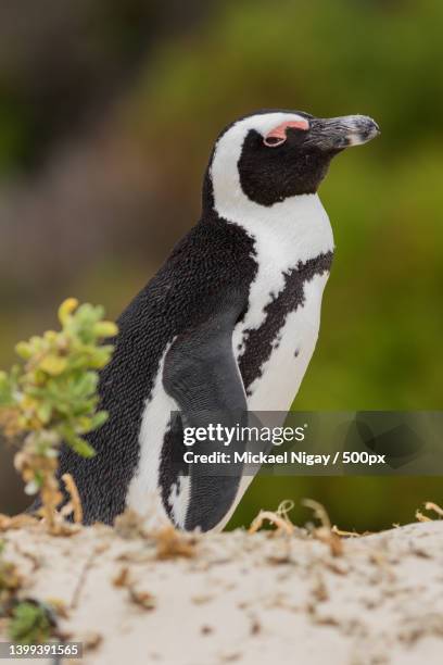 close-up of rockhopper magellan jackass gentoo penguin on field,boulders beach,south africa - african penguin stock-fotos und bilder