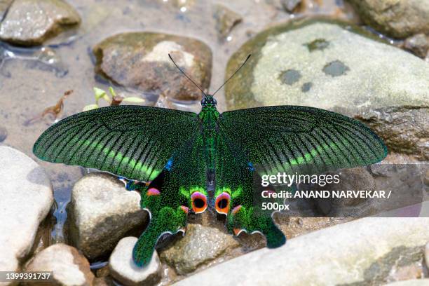 high angle view of butterfly on rock,nagaland,india - farfalla a coda di rondine foto e immagini stock