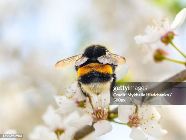 close-up of bee on white flower,lviv,ukraine - bumblebee fotografías e imágenes de stock