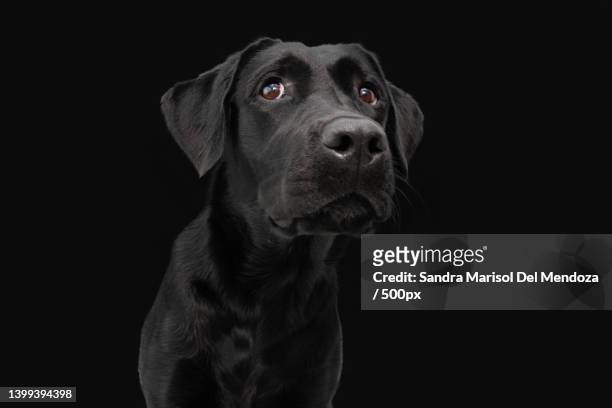 portrait black labrador retriver with serious expression isolated on dark background,gerona,girona,spain - black lab stock pictures, royalty-free photos & images