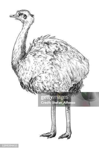 vector drawing of a greater rhea - greater stock illustrations