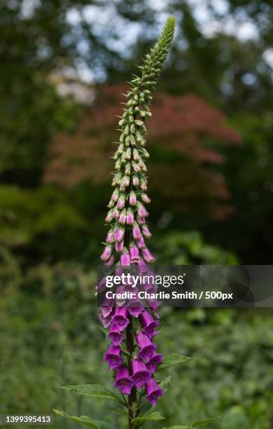 close-up of purple flowering plant on field,london,united kingdom,uk - vingerhoedskruid stockfoto's en -beelden