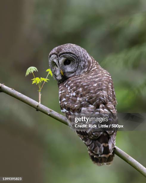 close-up of barred great horned owl perching on branch - barred owl stock pictures, royalty-free photos & images