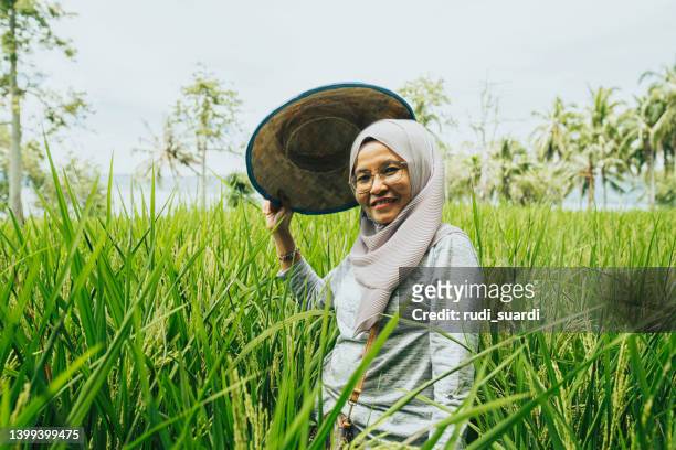 mature woman in rice paddy field - indonesia stock pictures, royalty-free photos & images