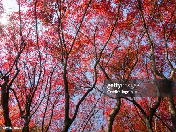 a beautiful picture of the gorgeous red maples in autumn - canadian maple leaf stock pictures, royalty-free photos & images