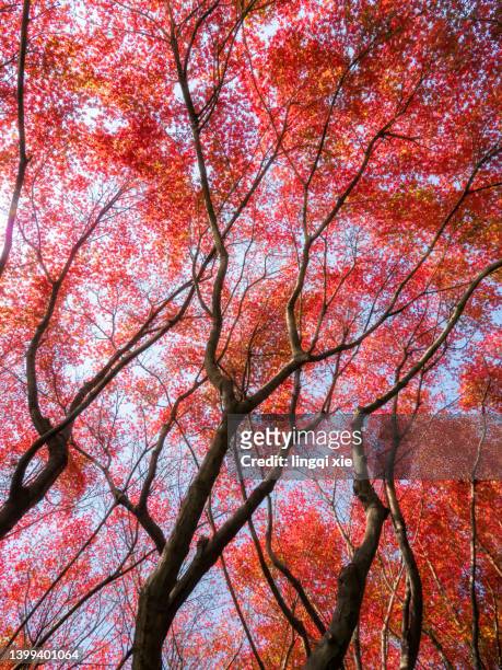 abstract pattern of gorgeous red maples in autumn - accero rosso foto e immagini stock