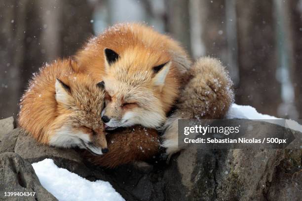 close-up of red fox on snow covered field,shiroishi,miyagi,japan - animal close up stock-fotos und bilder