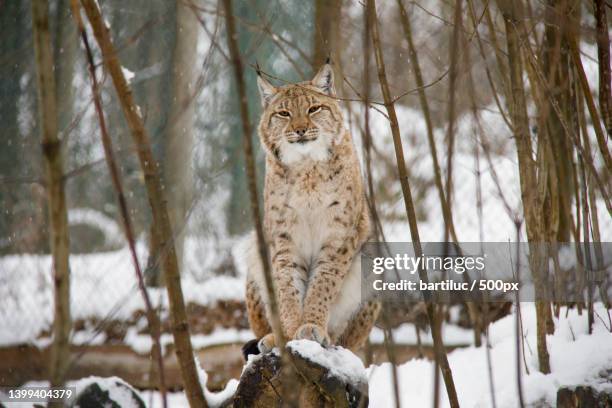 eurasian lynx sitting on snow covered field - giant cat stock pictures, royalty-free photos & images