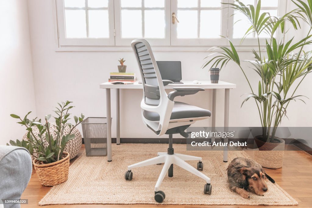 Home Office Setup With Sober Design Plants And Dachshund Dog High-Res ...
