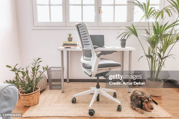 home office setup with sober design, plants and dachshund dog. - home office chair stock pictures, royalty-free photos & images