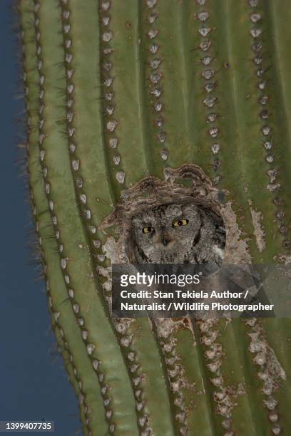 western screech-owl in saguaro cactus - arizona bird fotografías e imágenes de stock