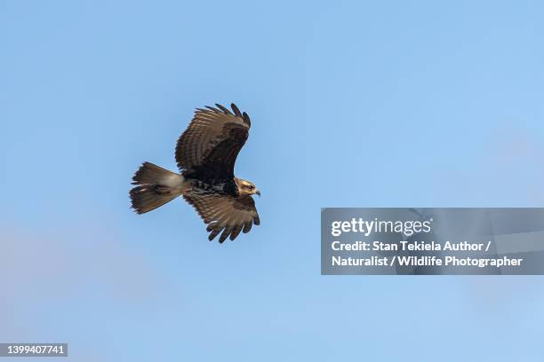 snail kite adult female in flight, flying, blue skyu - caracol manzana fotografías e imágenes de stock