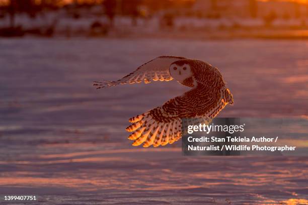 snowy owl at sunset in flight - schnee eule stock-fotos und bilder