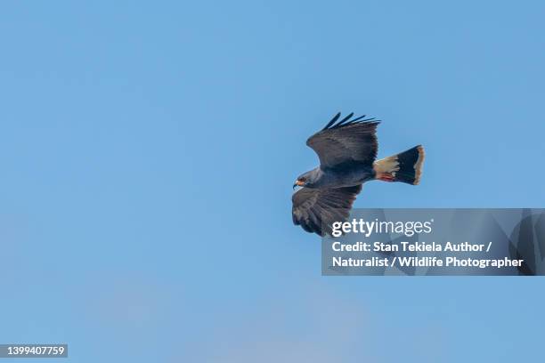snail kite adult male in flight - caracol manzana fotografías e imágenes de stock