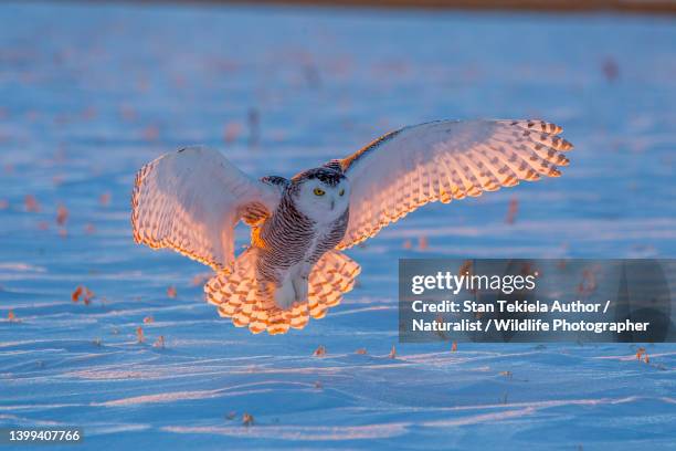 snowy owl in flight - schnee eule stock-fotos und bilder