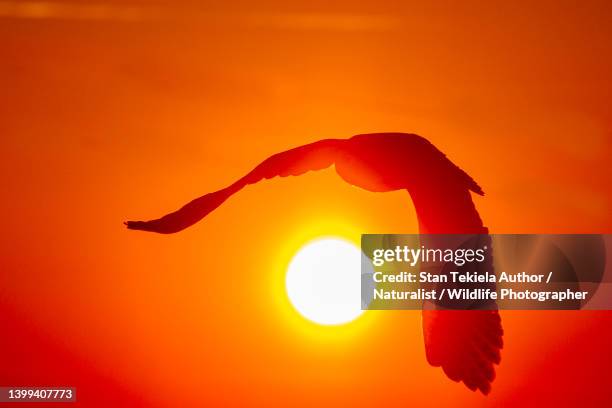 snowy owl at sunset - schnee eule stock-fotos und bilder