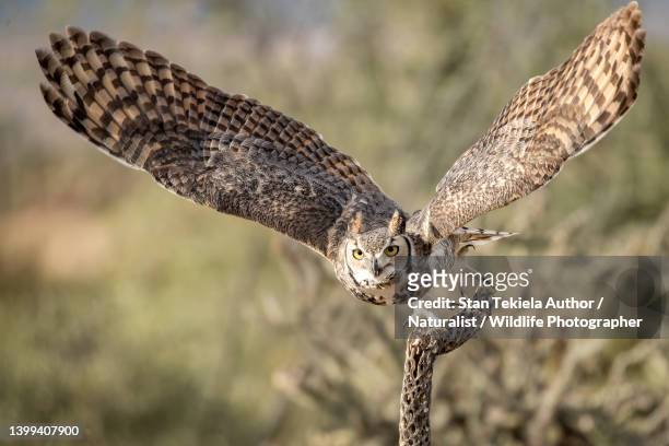 great horned owl taking flight, - horned owl stock pictures, royalty-free photos & images