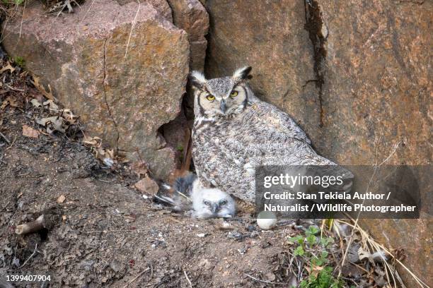 great horned owl on nest with egg and hatchling, chick, young, owlet - eagle nest stock-fotos und bilder